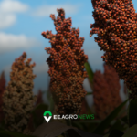 sorgo