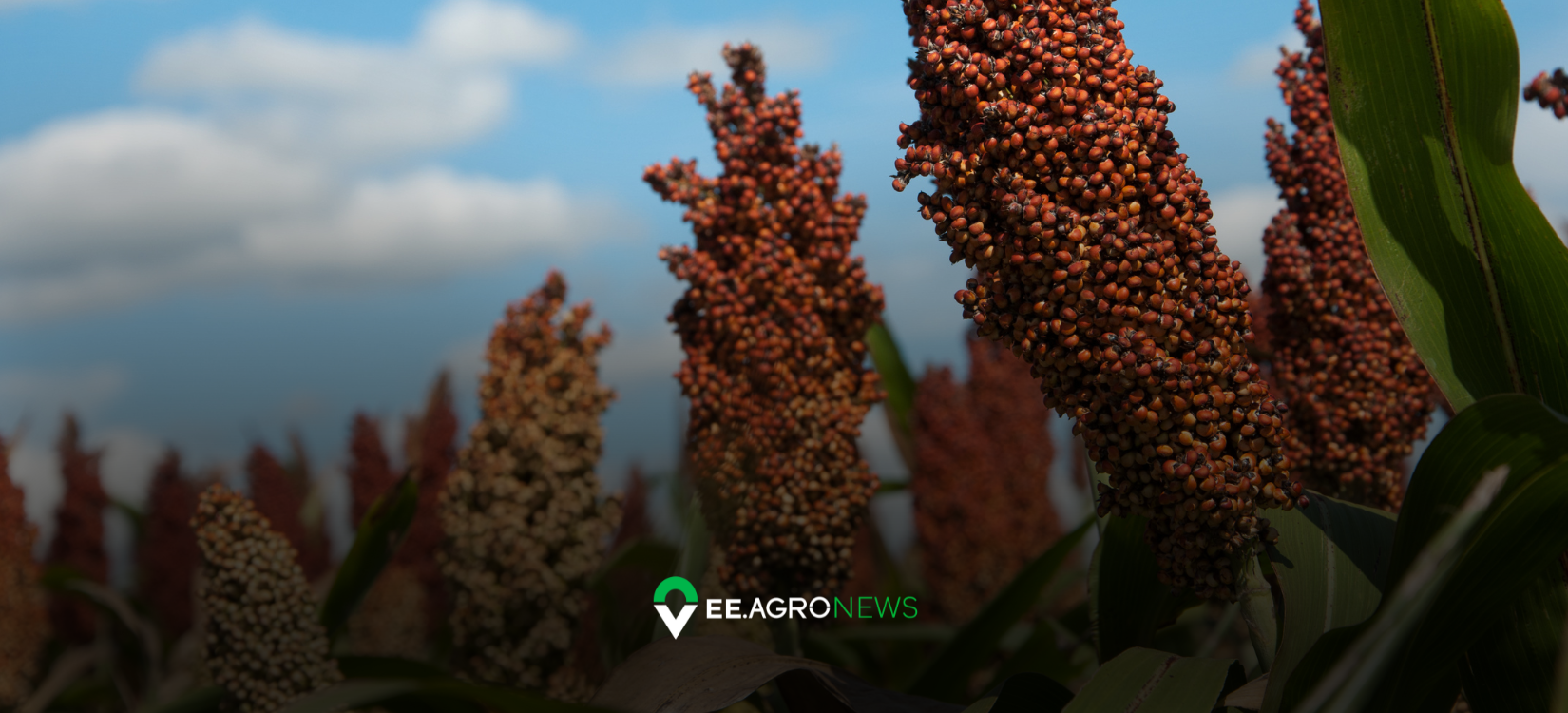 sorgo